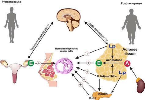 Different mechanisms of estrogen dependence for hormone related breast