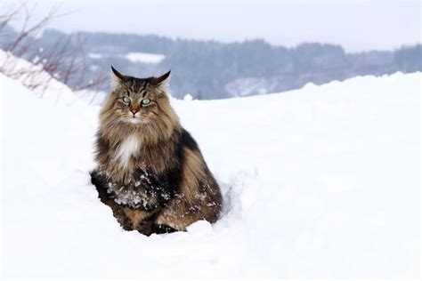 Norwegian Forest Cat Breed Complete Guide Az Animals