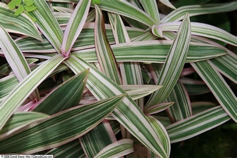 Le bébé moïse était dans un berceau flottant (mettez une main en forme de coupe et placez l'index de l'autre main dedans). How to Grow Moses in the Cradle (Boat Lily) Indoors or ...