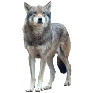 We did not find results for: Wolf PNG Image Without Background | Web Icons PNG