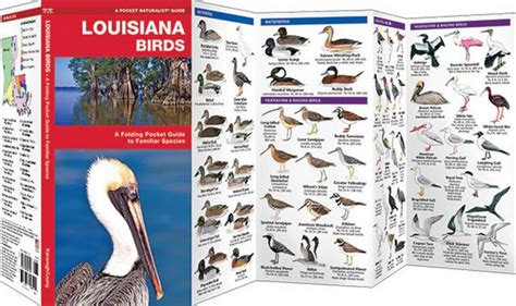 Louisiana Birds Pocket Naturalist Guide
