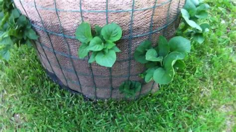 The purpose of the potato planter Homemade potato planter - YouTube