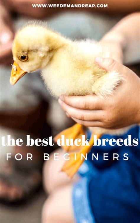 The Best Duck Breeds For Beginners Weed Em And Reap Duck Breeds