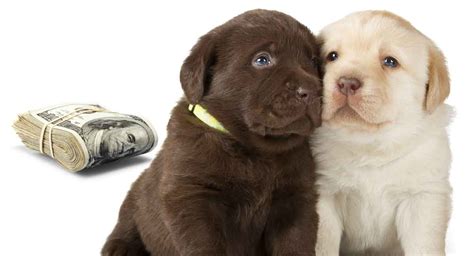 How Much Is A Labrador Retriever Puppy Cost