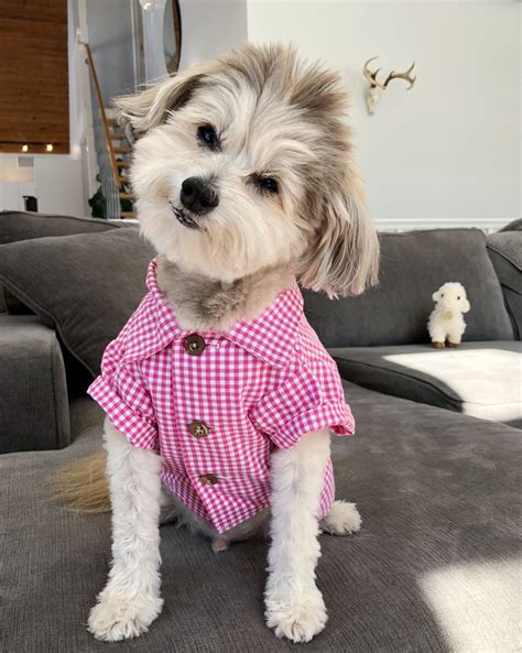 Dogs In Clothes Fashion For Dogs By Dog Threads Stylish Dog Clothes