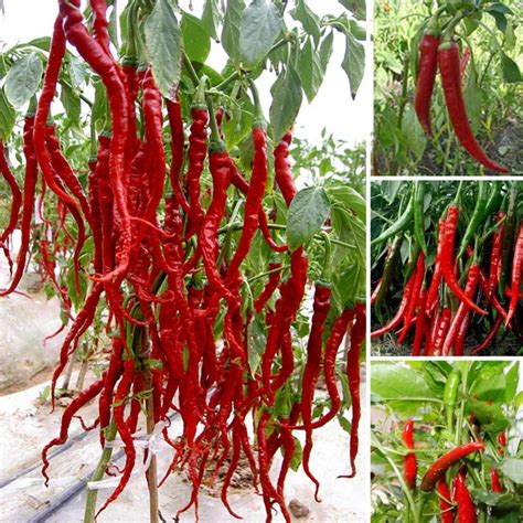 New Arrival 100 Seeds Giant Spices Spicy Red Chili Hot Pepper Seeds