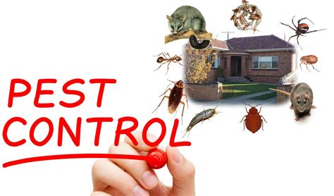 Pin On Pest Control In Sarasota