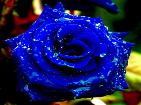 34 Imaginative Blue Rose Wallpaper For Desktop