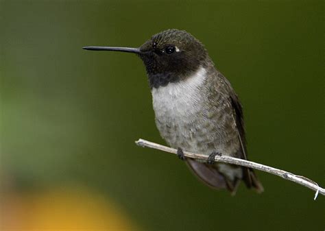 Black Chinned Hummingbird Facts Habitat Life Cycle Baby Pictures
