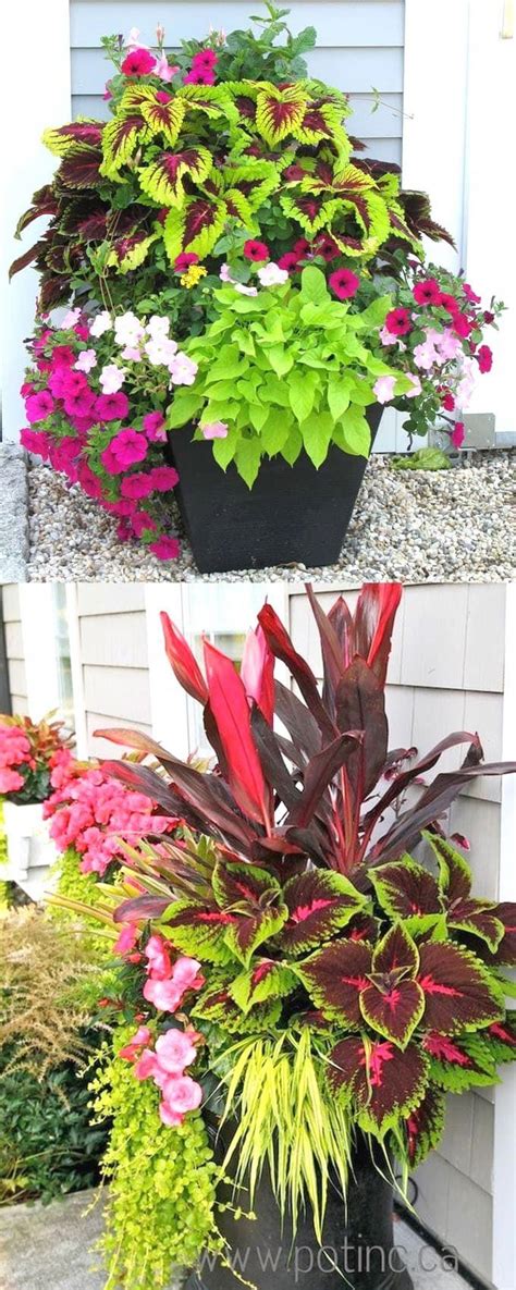 Showy Colorful And Easy Care Shade Plants And Container Gardens With