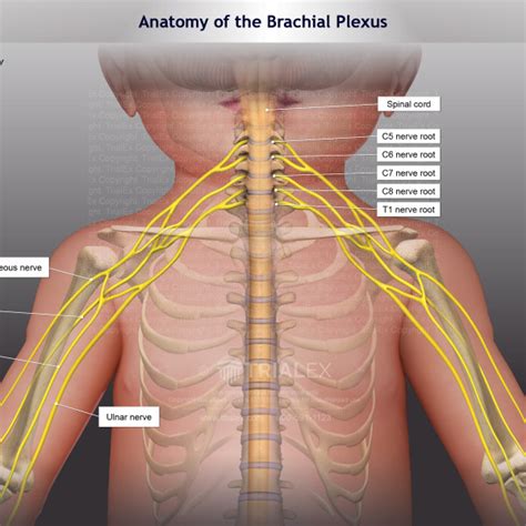 Patient S Brachial Plexus Anatomy Trialexhibits Inc My XXX Hot Girl