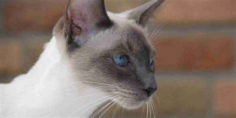 Blue Point Siamese Cats Traits Info Pics