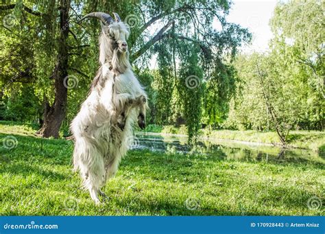 Funny Goat Portrait Animal Photography Rearing Pose On Hind Legs In