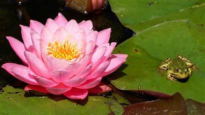 Water Lily Frog Pink Pad Pond Wallpapers