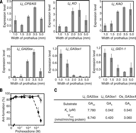 Antheridiogen Determines Sex In Ferns Via A Spatiotemporally Split