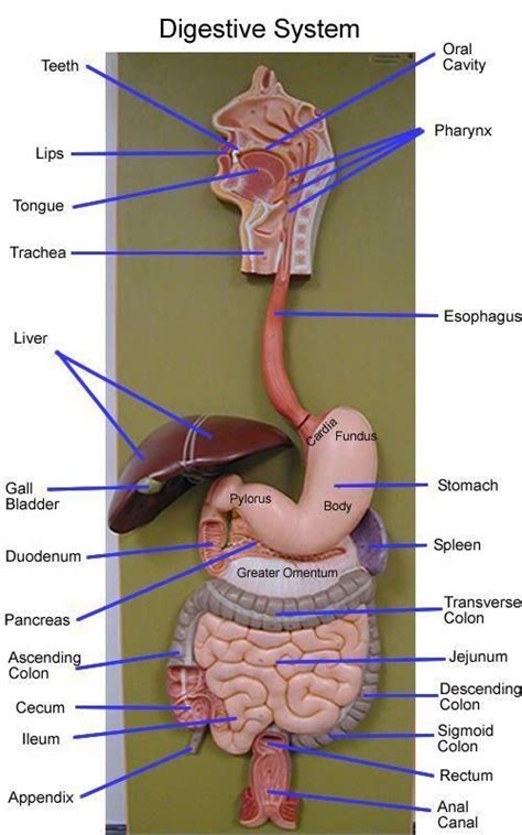 Digestive System Model Google Search F Fc F F Dc C B B