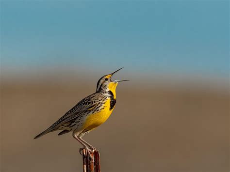 What Is The State Bird Of Kansas And Why Unianimal
