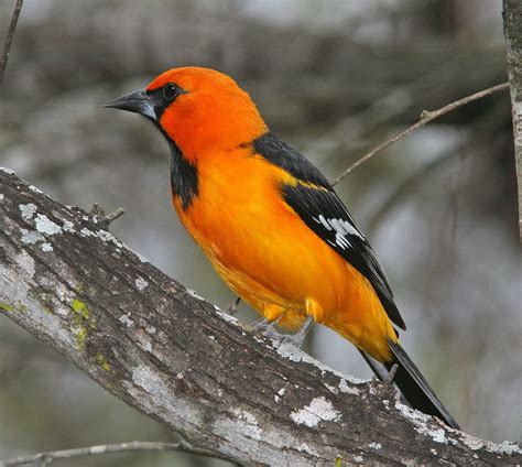 Orange And Black Bird Free Image Peakpx