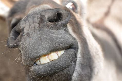 Best Donkey Teeth Stock Photos Pictures And Royalty Free