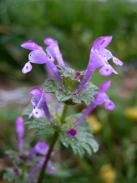 She saw that there were some strangers in her village. How to Grow Lamium - Gardening Channel