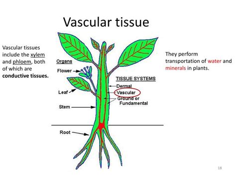 Ppt Plant Tissues Powerpoint Presentation Id2167570