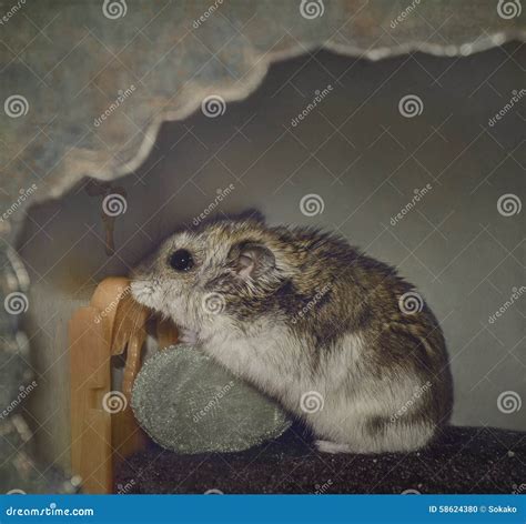 Hamster Praying Stock Photo Image Of Praying Cross 58624380