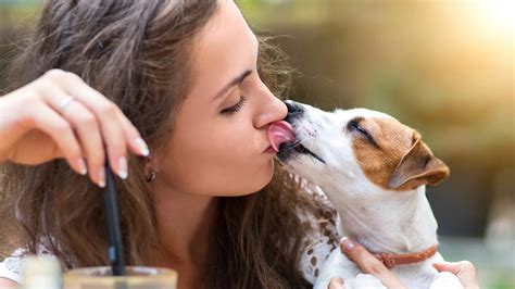 Humans Kiss Their Dogs More Than Their Partners Study Says