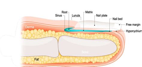 What Is A Nail Bed Learn More About Toe Nail Health Shuman Podiatry