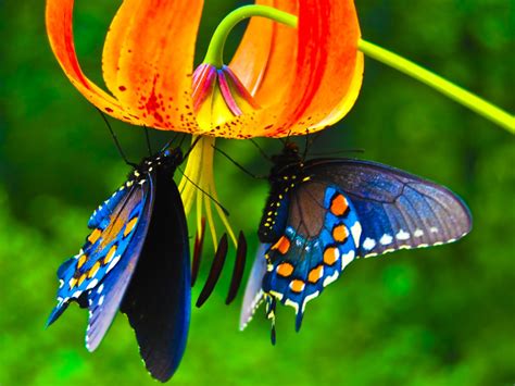 Beautiful Butterflies Butterflies Wallpaper 9481730 Fanpop