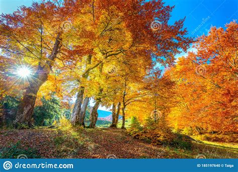 Real Sun And Autumn Landscape Tall Forest Golden Trees With Sunlight