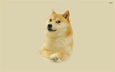 1080 X 1080 Doge 47 Doge Meme Wallpaper On Wallpapersafari Shiba