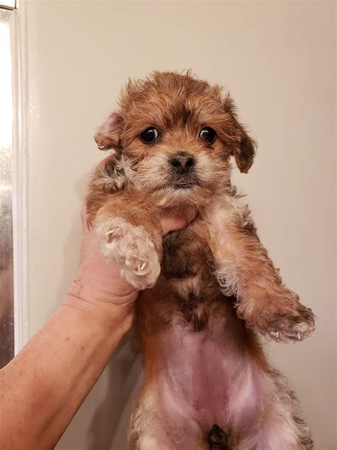 How big do shorkie puppies get? Shorkie Puppies For Sale | Marion, OH #316871 | Petzlover