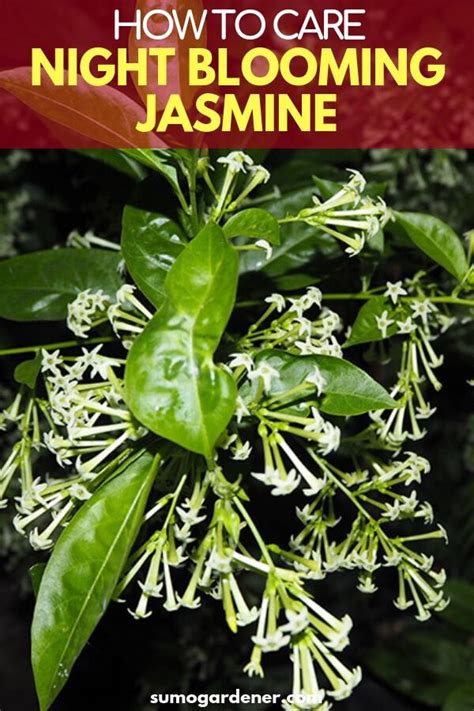 Night Blooming Jasmine Complete Growing And Care Guide Night Blooming