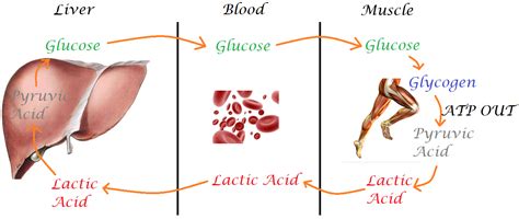 A molecule of lactic acid contains atoms of. Lactic acidosis does not equal sepsis | SinaiEM