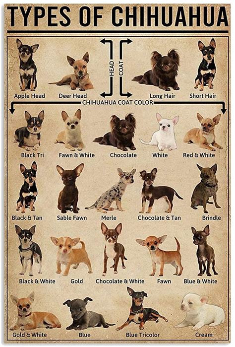 Types Of Chihuahua Coat Color Ts For Lovers Poster
