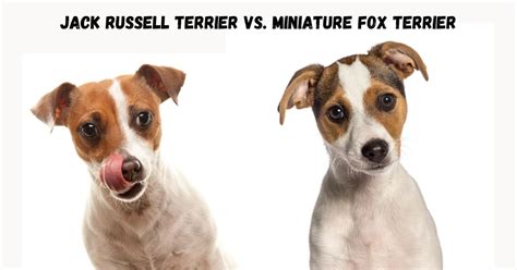 Jack Russell Terrier Vs Miniature Fox Terrier A Comparison Terrier Owner