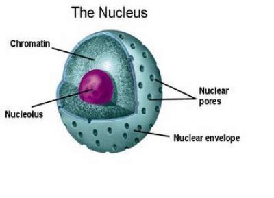 Check spelling or type a new query. Central Body of the Cell-Nucleus | Nucleolus | Chromosomes
