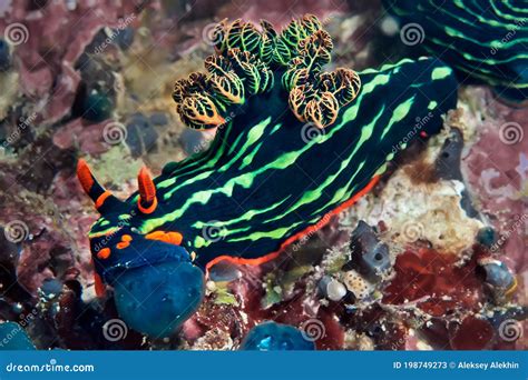 Nembrotha Kubaryana Nudibranch Crawling On The Coral Underwater