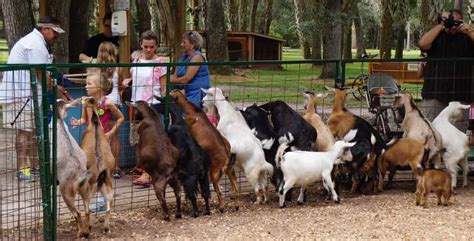 Located on the outskirts of east troy, the space is full of friendly animals awaiting your attention. Green Meadows Petting Farm closes in Kissimmee, seeks a ...