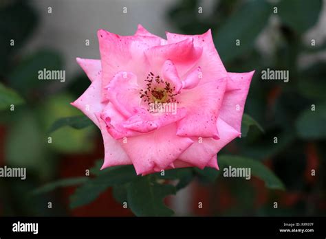Fully Open Blooming Pink Rose With Large Spots Covered Petals On Dark