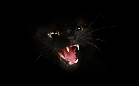 Mj54 Black Cat Roar Animal Cute