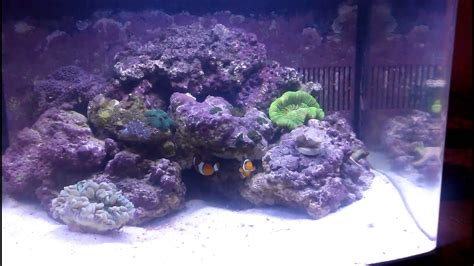 Just Upgraded My 29 Gallon Saltwater Biocube Youtube