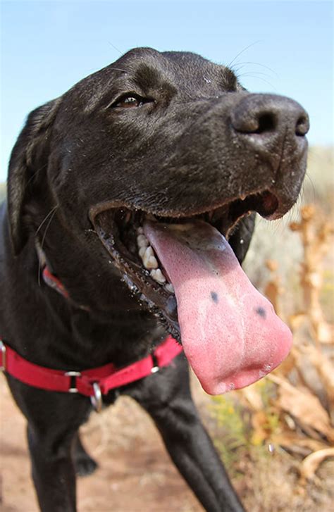 Black Spot On Dogs Tongue Facts About Tongue Spots In Labs And Other