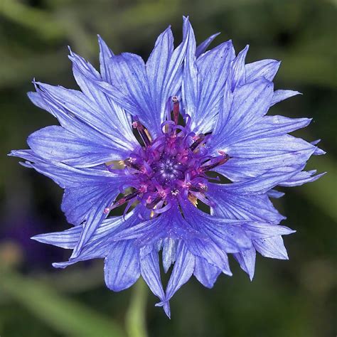 Raccolte di carolina • ultimo aggiornamento: le meraviglie del mondo: Il significato dei fiori : FIORDALISO