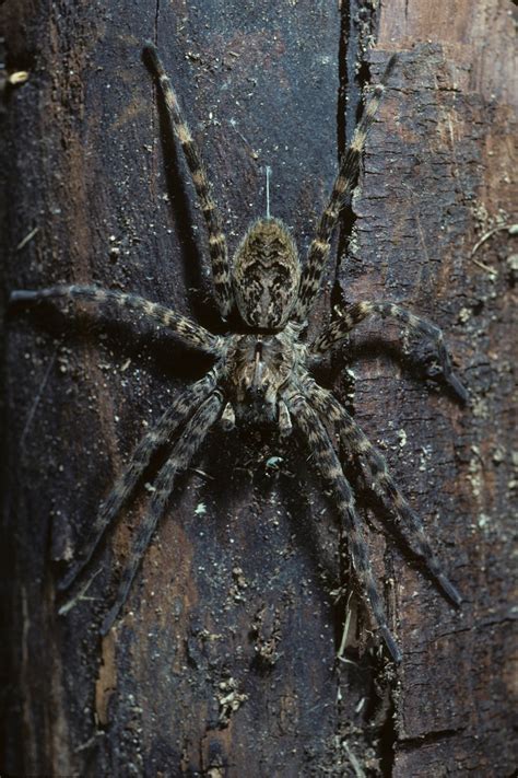 Giant Spiders In Ohio Wolf Spider