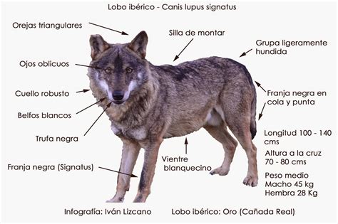 Nuestro Lobo Iberico Canis Lupus Signatus Rasgos MorfologÍcos