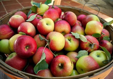 Increase Harvest Of Fruit Trees Produce Beautiful Fruits