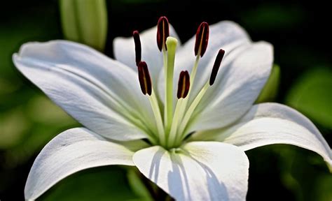 Pure Lily Photograph By Bill Zajac