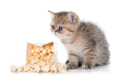 If your cat likes to bug you when you're eating popcorn, you probably thought about letting them nibble on a piece or two. Can Cats Eat Popcorn? | Pet Comments