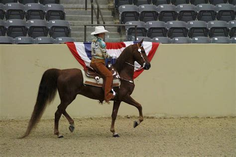 The American Saddlebred 10315 Kentucky Fall Classic Horse Show